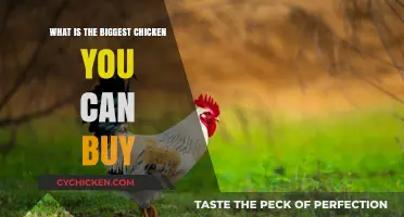 Discover the Largest Chicken Breeds Available for Purchase Today