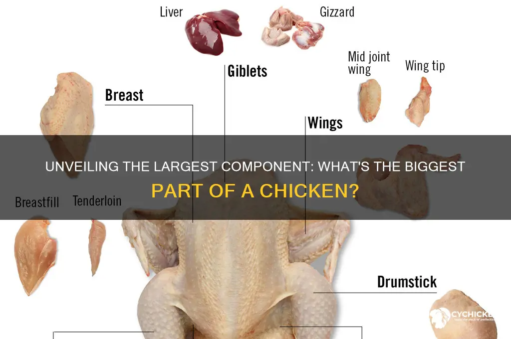 what is the biggest part of a chicken