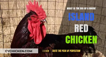 Rhode Island Reds: Their Origin, Traits, and Uses