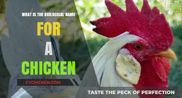 The Scientific Classification: Unveiling the Biological Name for Chickens