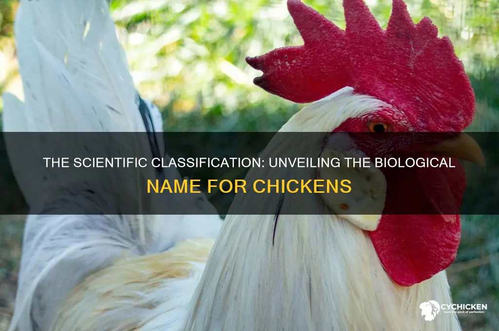 what is the biological name for a chicken