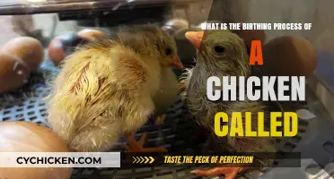 The Intriguing Chicken Birthing Process: An Egg-citing Adventure