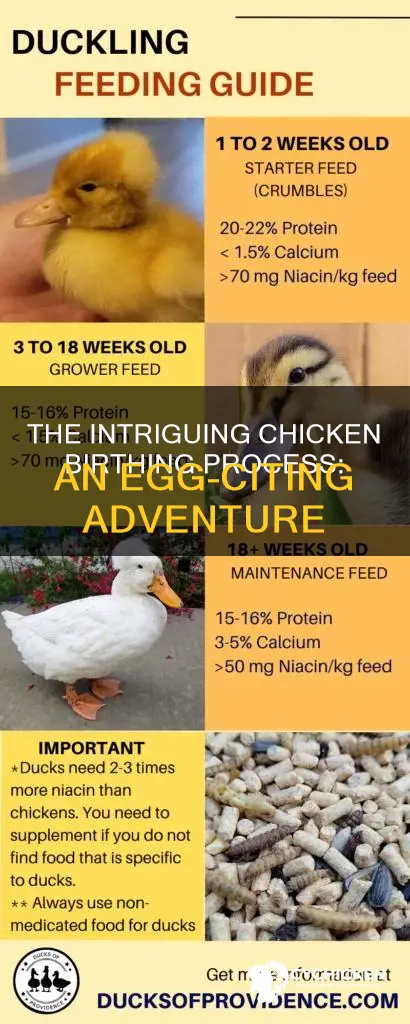 what is the birthing process of a chicken called