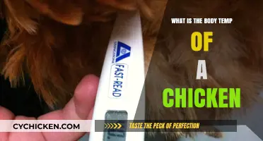 Understanding the Normal Body Temperature of a Healthy Chicken