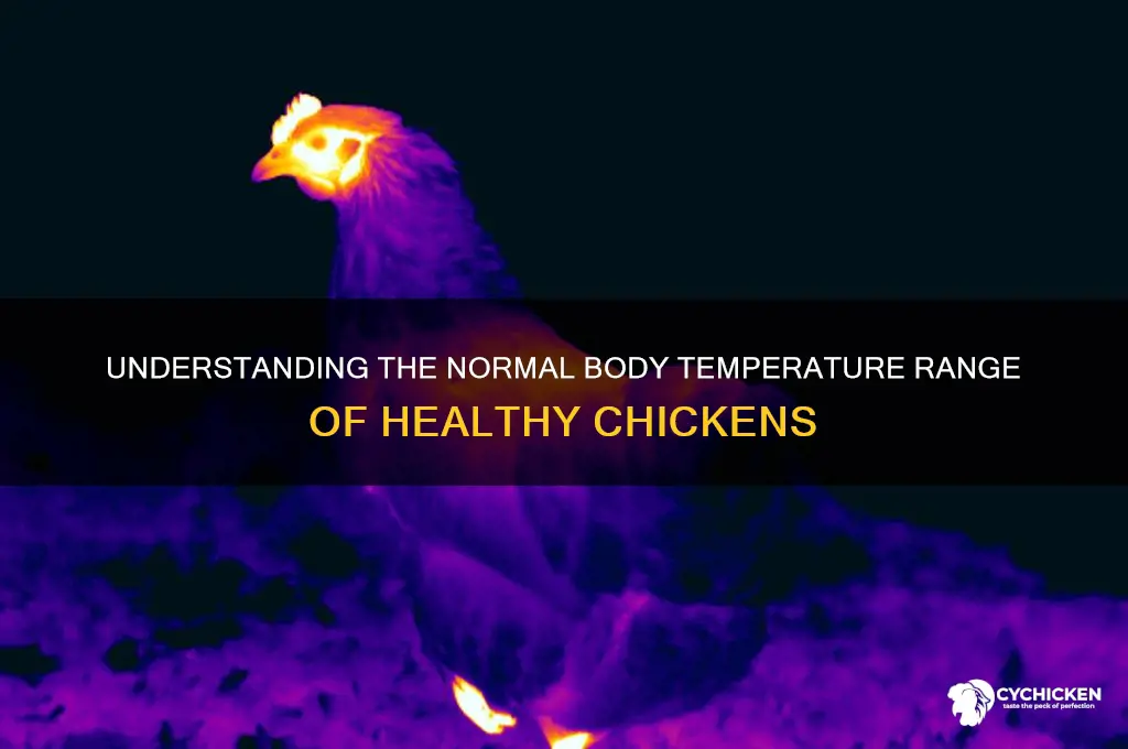 what is the body temperature of a chicken