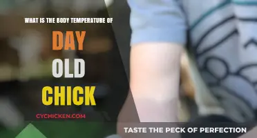 Ideal Body Temperature for Day-Old Chicks