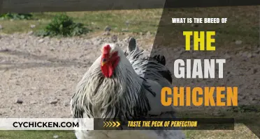 Unveiling the Breed Behind the Giant Chicken Phenomenon