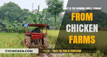 Chicken Farms' Burning Smell Mystery: What's the Cause?