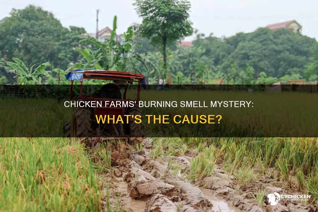 what is the burning smell coming from chicken farms
