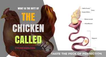What’s the Chicken’s Butt Called? Uncovering the Poultry Part Name