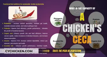 Chicken Ceca: Understanding Their Surprising Capacity