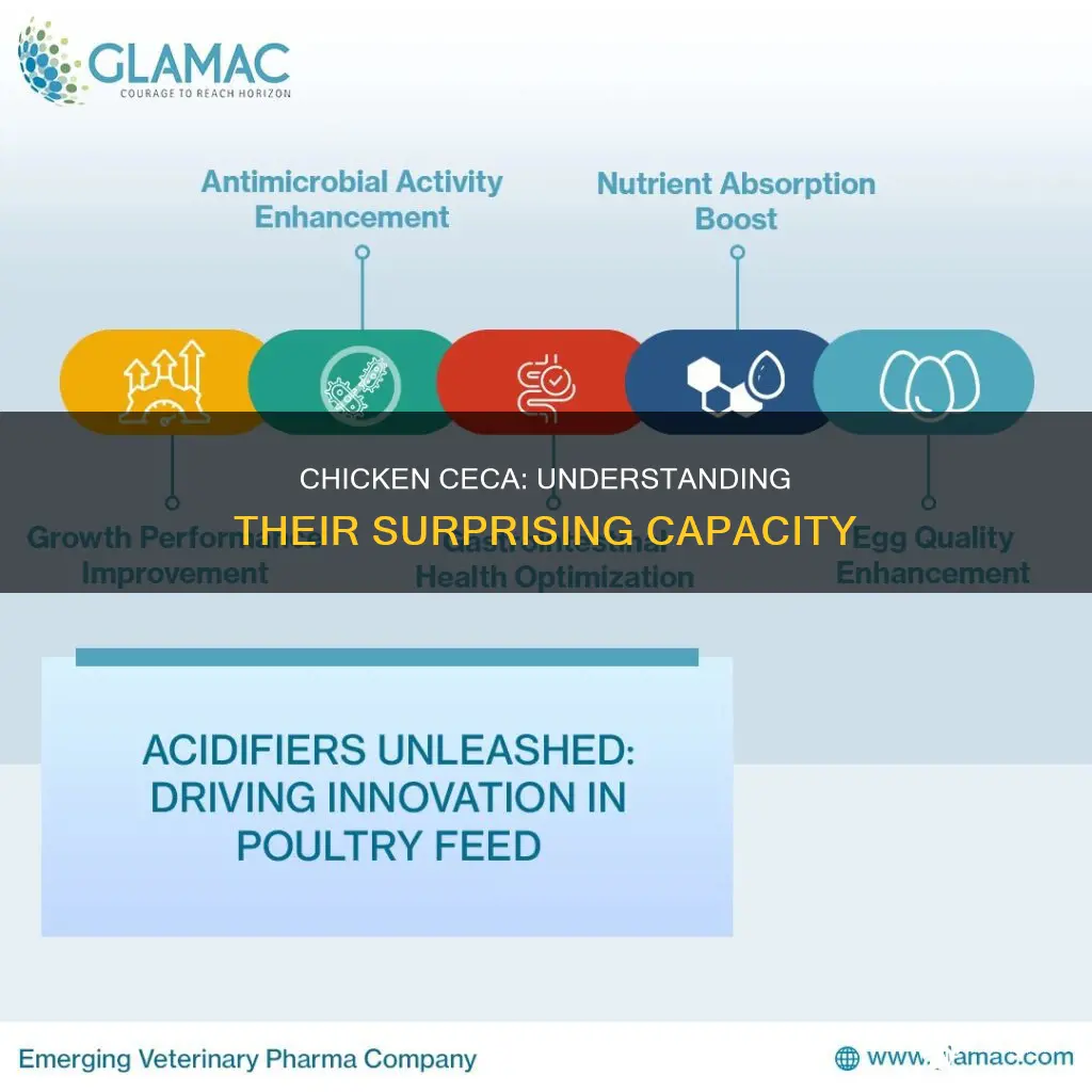 what is the capacity of a chicken