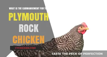 Caring for Plymouth Rock Chickens: Management Tips