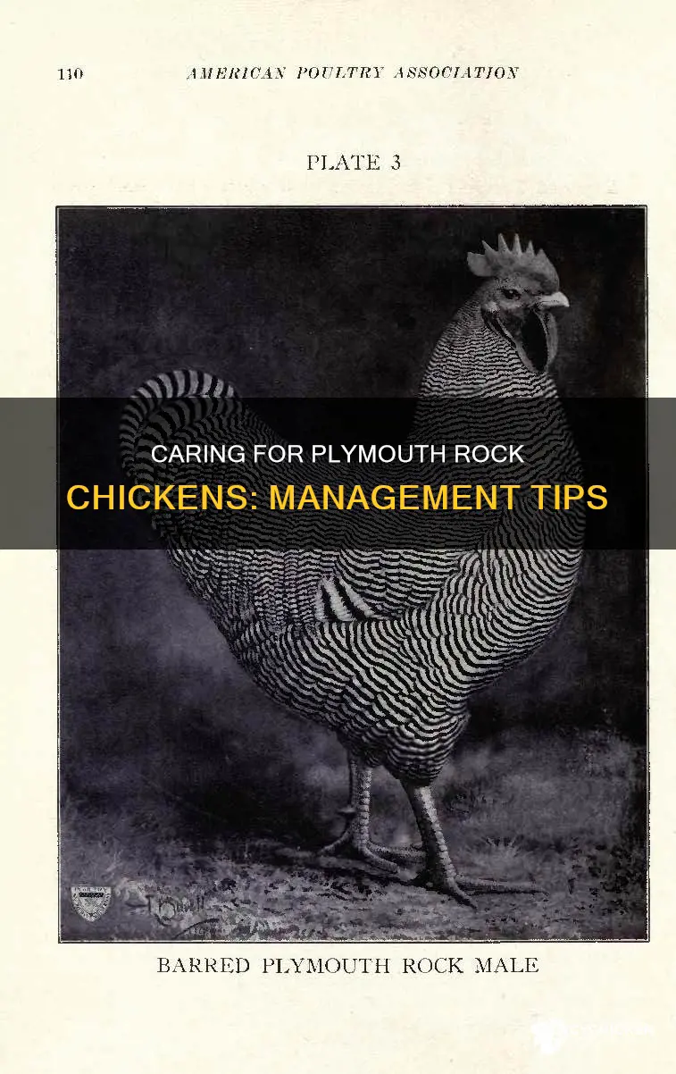 what is the carmangement for the plymouth rock chicken