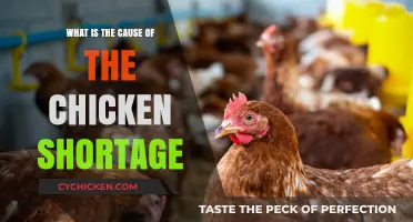 Why Are Chickens in Short Supply? Exploring the Root Causes