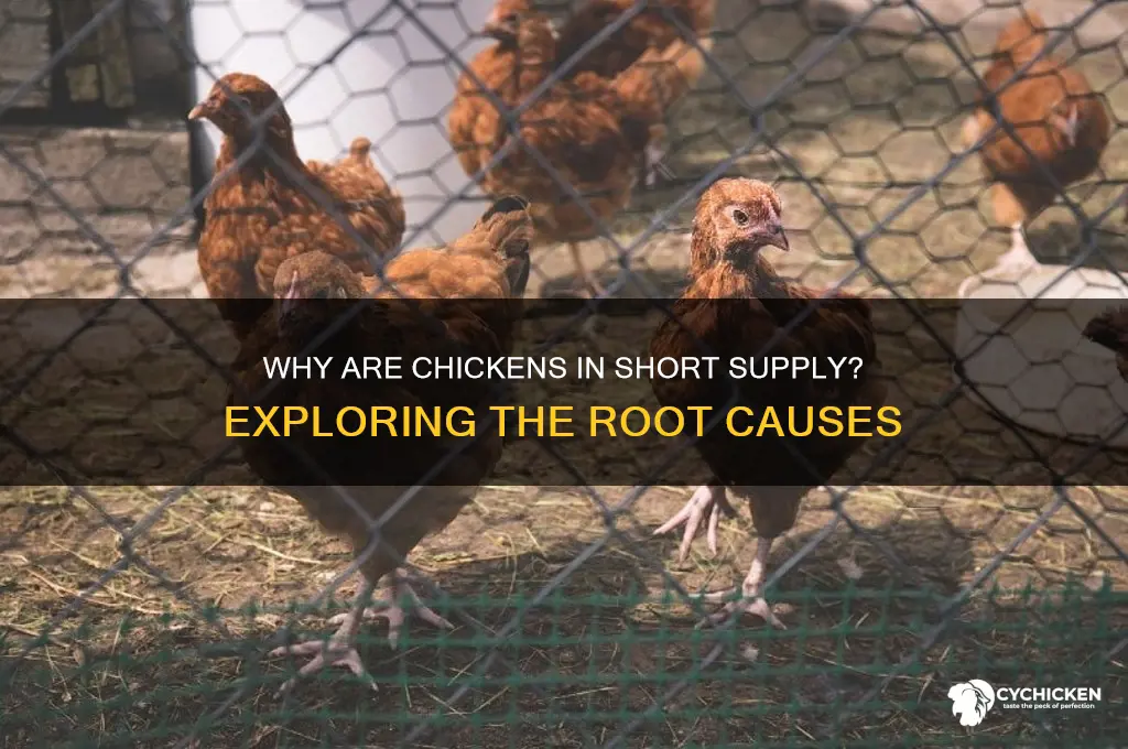 what is the cause of the chicken shortage