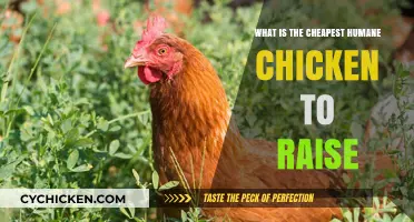 Budget-Friendly, Ethical Poultry: Raising Affordable Humane Chickens at Home
