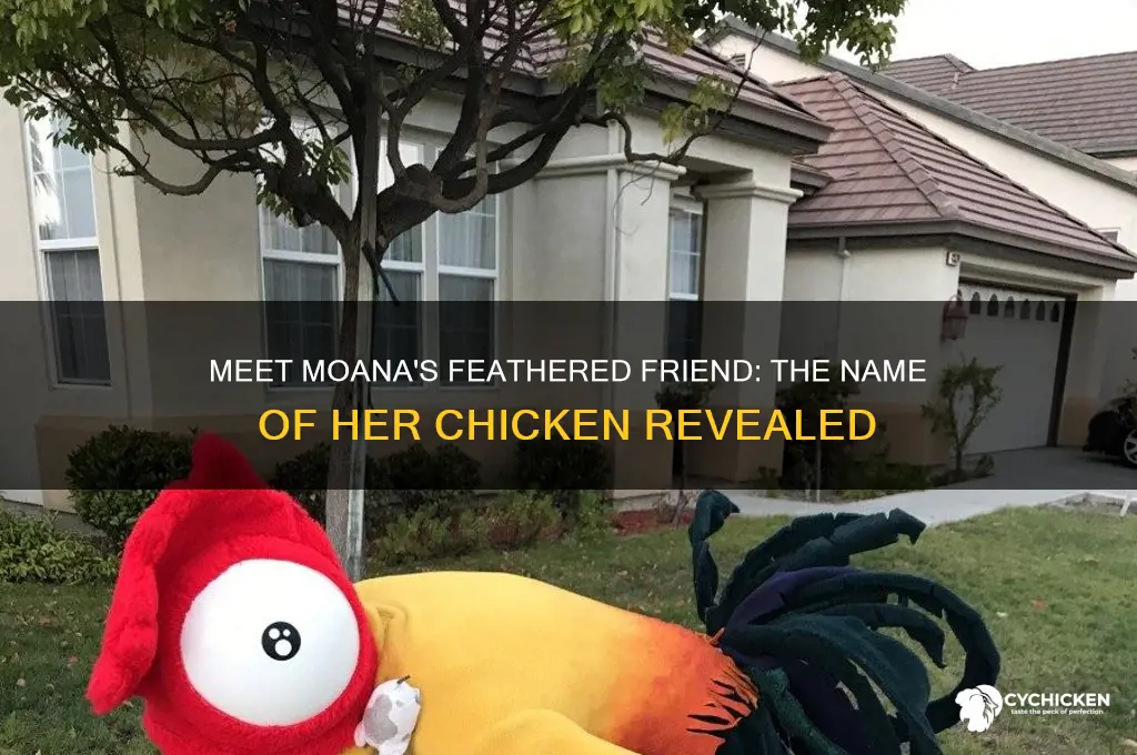 what is the chicken from moana called