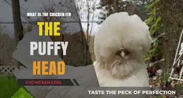 Understanding the Unique Chicken Breed with a Puffy Head: A Guide