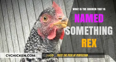 The Mystery of Rex: Chicken Breed or Something Else?