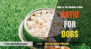 Chicken and Rice Ratio for Dogs: Getting It Right