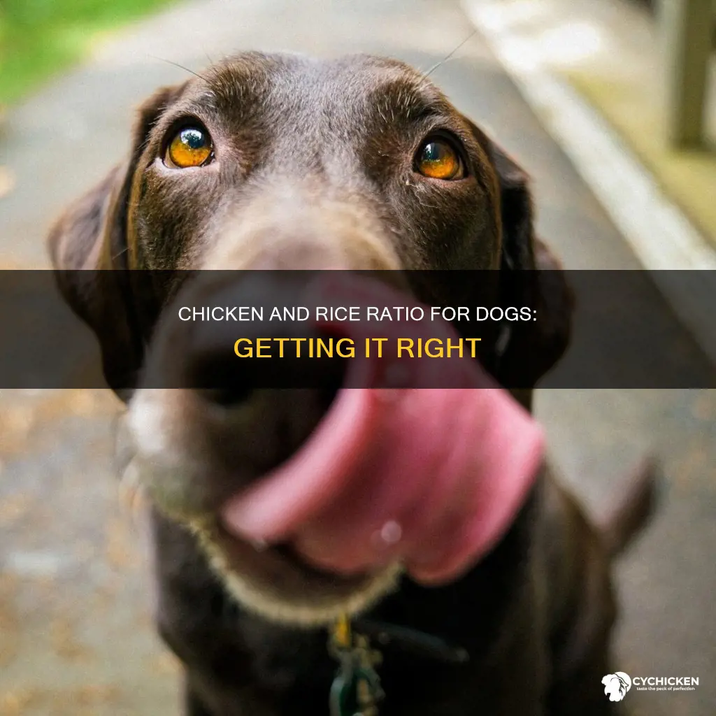 what is the chicken to rice ratio for dogs