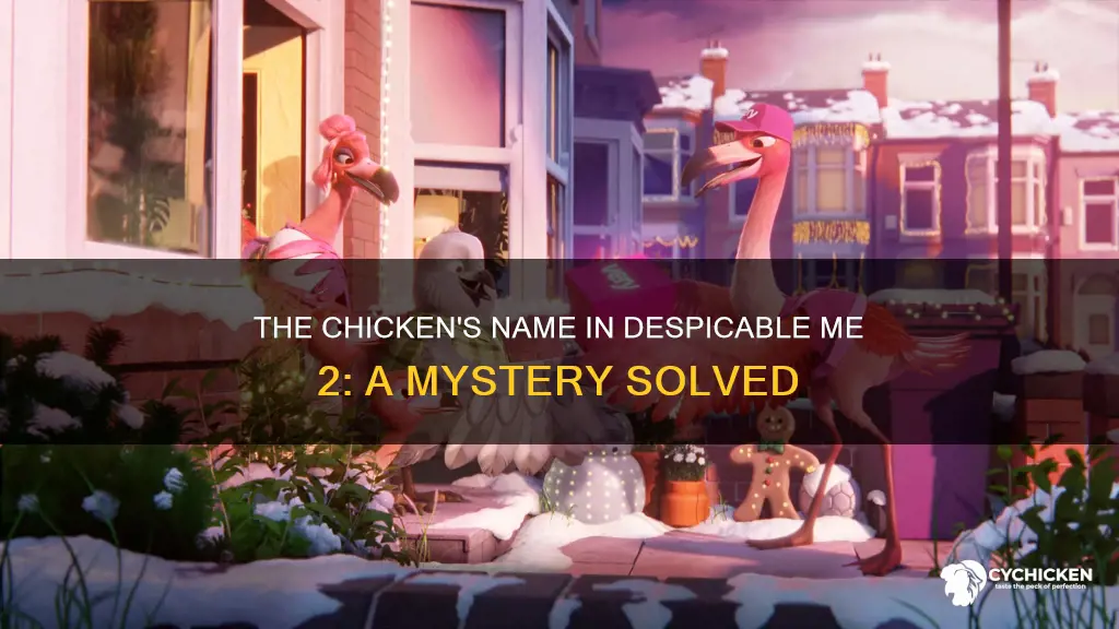 what is the chicken