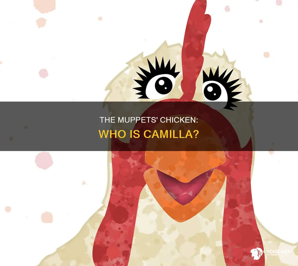 what is the chicken
