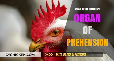 Understanding the Chicken's Unique Organ of Prehension: The Beak
