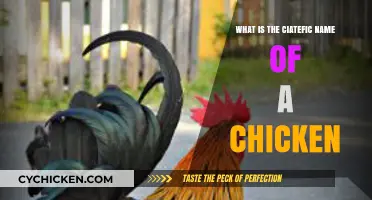 Unveiling the Scientific Name of Chickens: Gallus Gallus Domesticus Explained