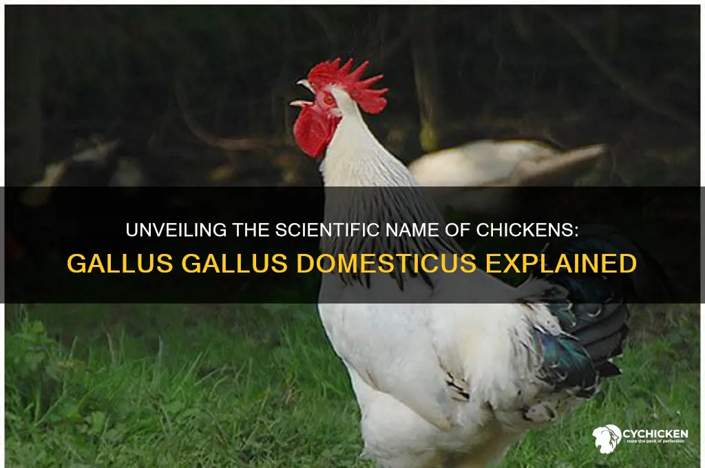 what is the ciatefic name of a chicken