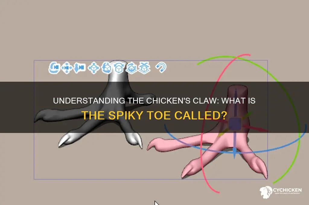 what is the claw on a chicken called