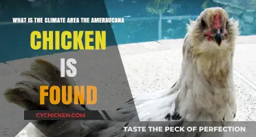 Ameraucana Chickens: Thriving in Cool Climates