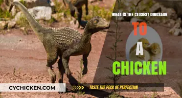 Unveiling the Ancient Link: Closest Dinosaur Relative to Modern Chickens