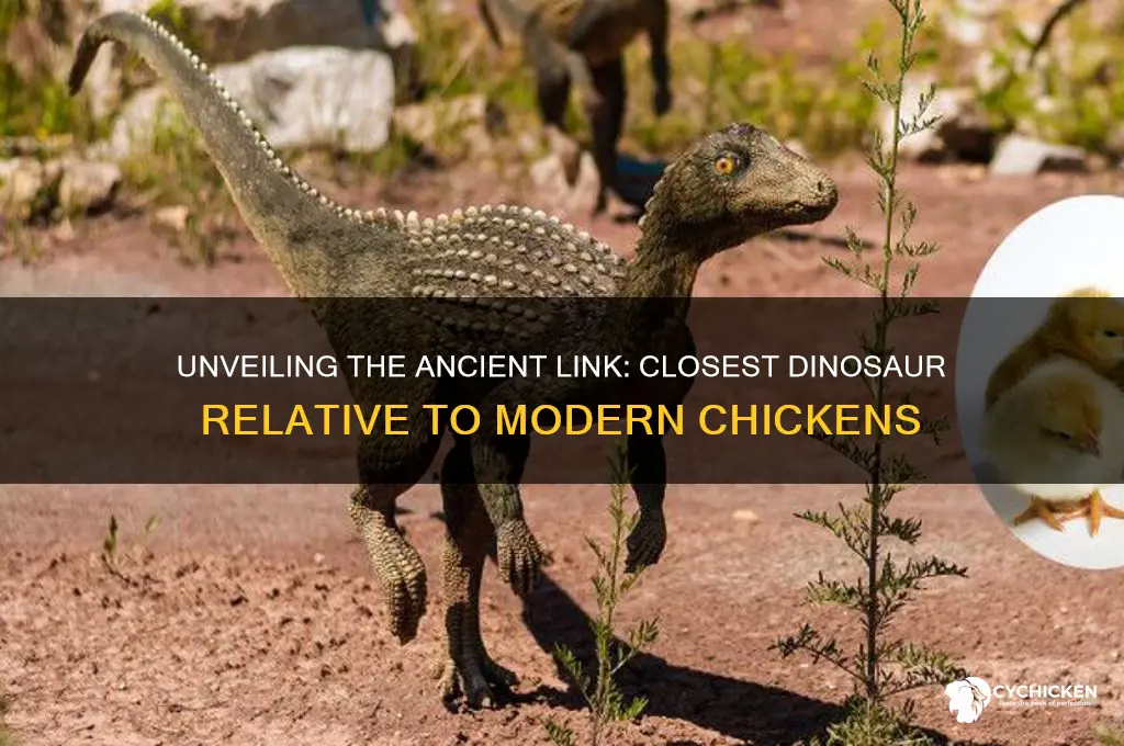 what is the closest dinosaur to a chicken