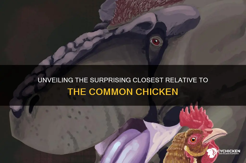 what is the closest relative to a chicken