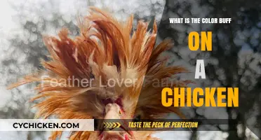 Understanding the Buff Color in Chickens: A Comprehensive Guide