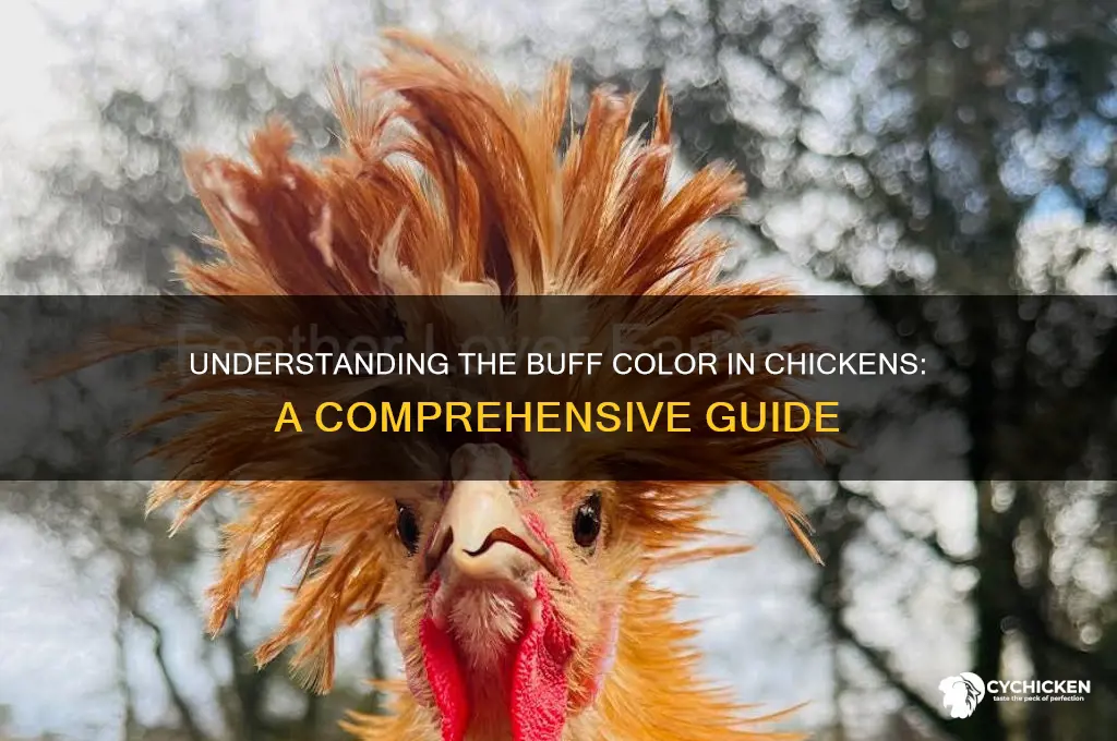 what is the color buff on a chicken