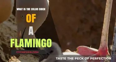 Unveiling the Vibrant Hue: What Color Chick Do Flamingos Have?
