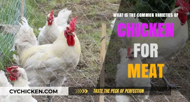 Meat Chickens: Popular Breeds and Varieties