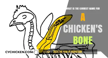 Chicken Anatomy: Understanding Skeletal Structure and Bone Names