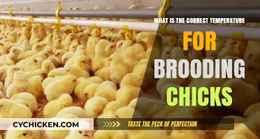 Optimal Brooding Temperature Guide for Healthy and Happy Chicks