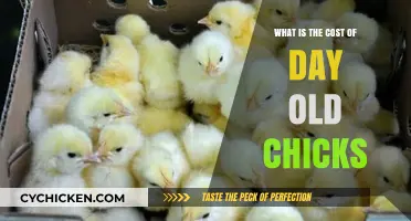 Understanding the Cost of Day-Old Chicks for Poultry Farming