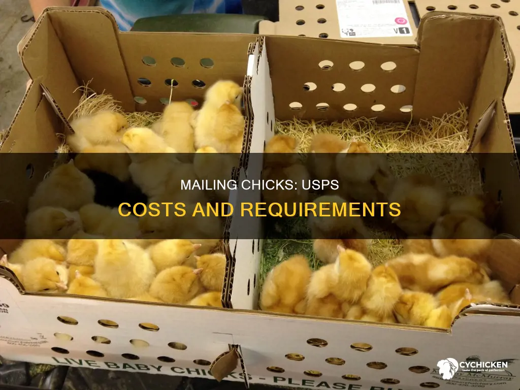 what is the cost of mailing chicks in the usps