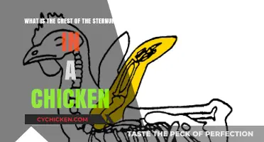 Sternum Crest: A Chicken's Defining Feature