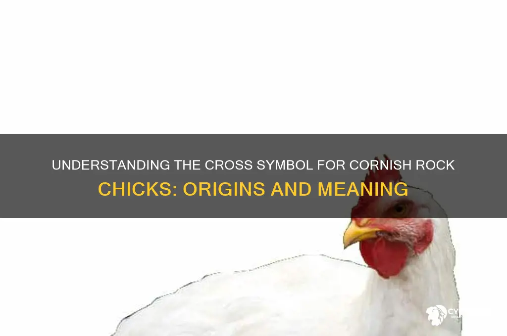 what is the cross for cornish rock chicks
