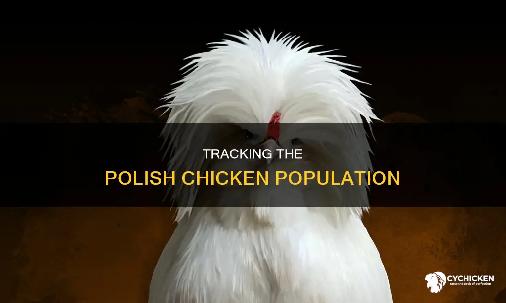 what is the current population of the polish chicken