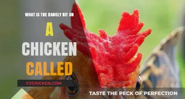 The Mystery of the Chicken's Wattle Revealed