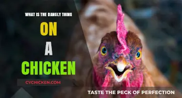 What’s the Dangly Thing on a Chicken? Unveiling the Wattle