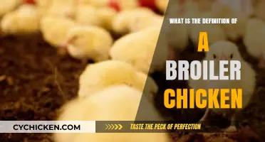 Understanding Broiler Chickens: Definition, Characteristics, and Farming Practices